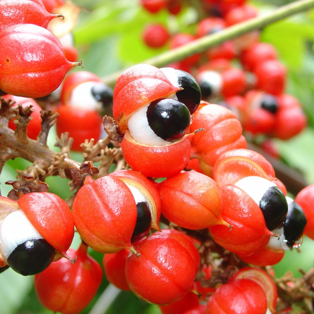 Guarana